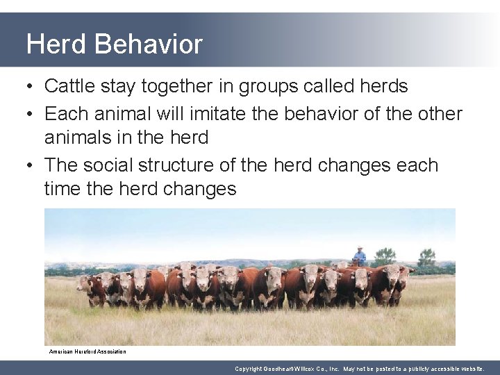 Herd Behavior • Cattle stay together in groups called herds • Each animal will