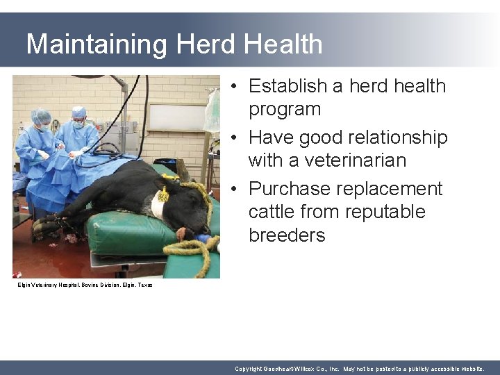 Maintaining Herd Health • Establish a herd health program • Have good relationship with
