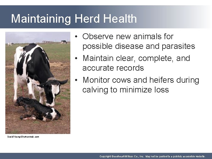Maintaining Herd Health • Observe new animals for possible disease and parasites • Maintain
