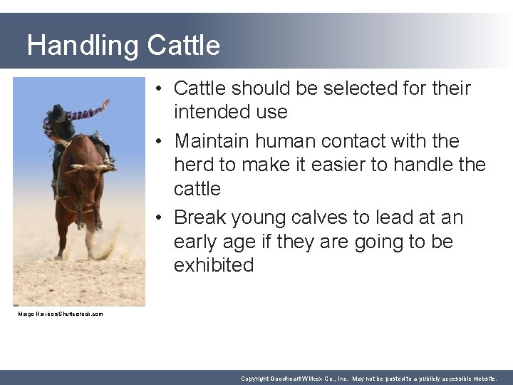 Handling Cattle • Cattle should be selected for their intended use • Maintain human