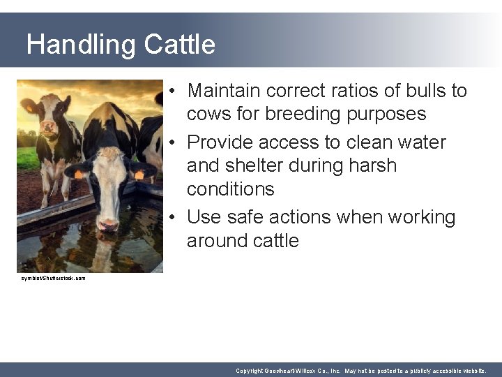 Handling Cattle • Maintain correct ratios of bulls to cows for breeding purposes •