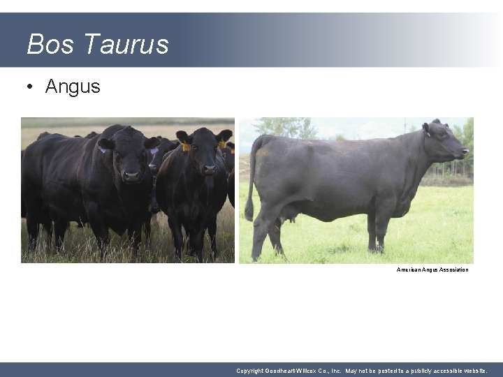 Bos Taurus • Angus American Angus Association Copyright Goodheart-Willcox Co. , Inc. May not