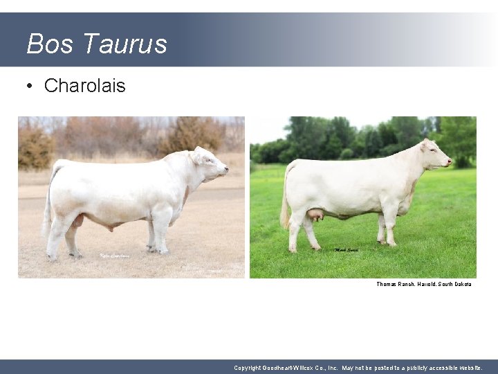 Bos Taurus • Charolais Thomas Ranch, Harrold, South Dakota Copyright Goodheart-Willcox Co. , Inc.