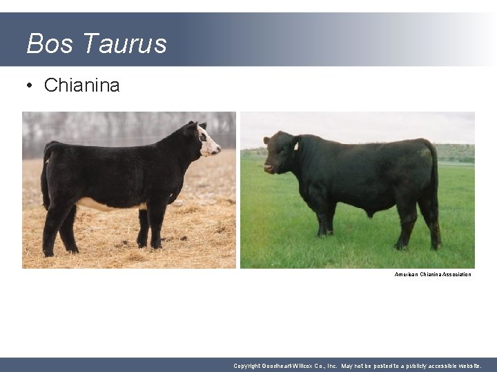 Bos Taurus • Chianina American Chianina Association Copyright Goodheart-Willcox Co. , Inc. May not