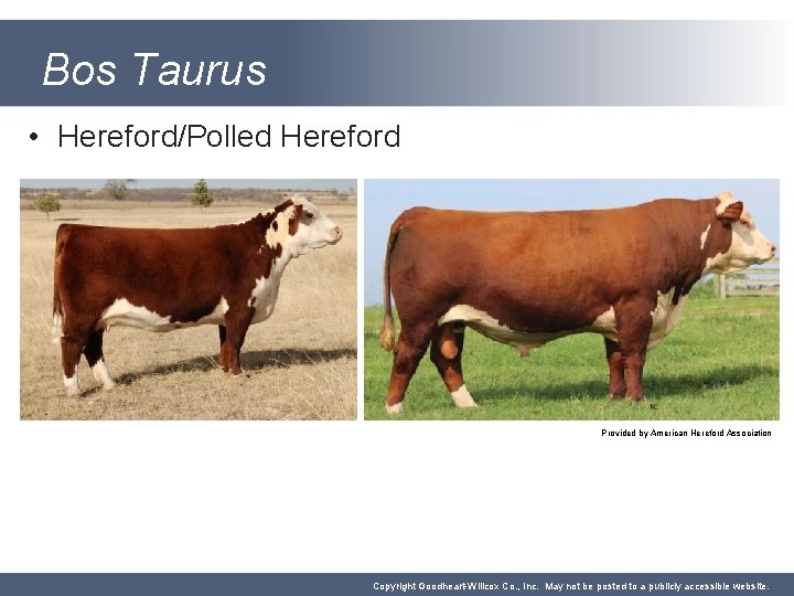 Bos Taurus • Hereford/Polled Hereford Provided by American Hereford Association Copyright Goodheart-Willcox Co. ,