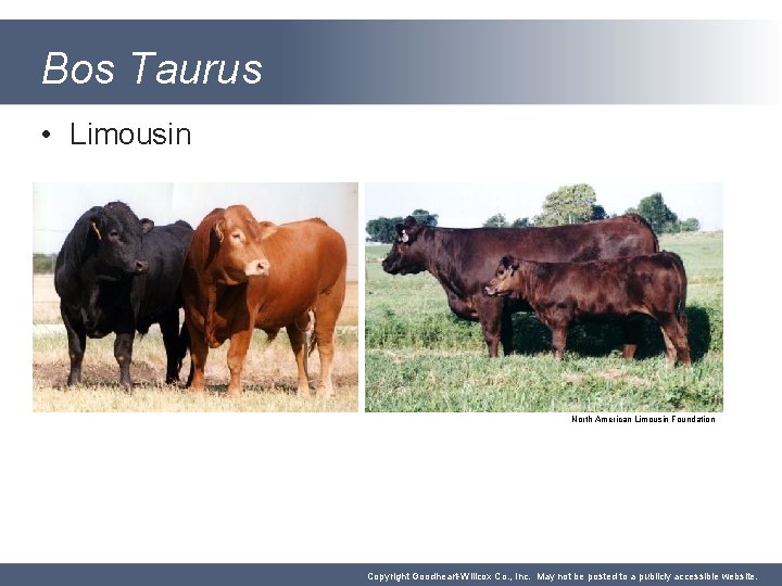 Bos Taurus • Limousin North American Limousin Foundation Copyright Goodheart-Willcox Co. , Inc. May