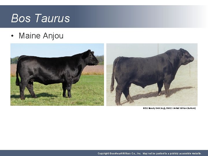 Bos Taurus • Maine Anjou BOSS Beauty 84 M (top); DMCC Limited Edition (bottom)