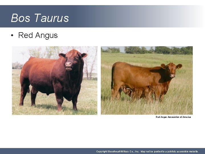 Bos Taurus • Red Angus Association of America Copyright Goodheart-Willcox Co. , Inc. May