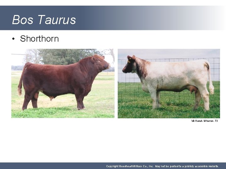 Bos Taurus • Shorthorn V 8 Ranch, Wharton, TX Copyright Goodheart-Willcox Co. , Inc.