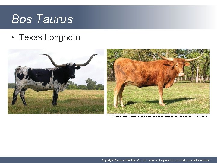 Bos Taurus • Texas Longhorn Courtesy of the Texas Longhorn Breeders Association of America