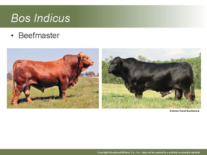 Bos Indicus • Beefmaster Emmons Ranch Beefmasters Copyright Goodheart-Willcox Co. , Inc. May not