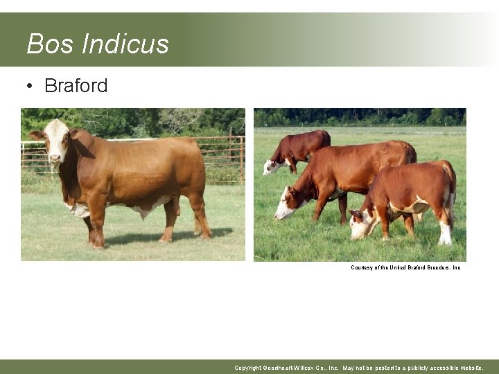 Bos Indicus • Braford Courtesy of the United Braford Breeders, Inc Copyright Goodheart-Willcox Co.