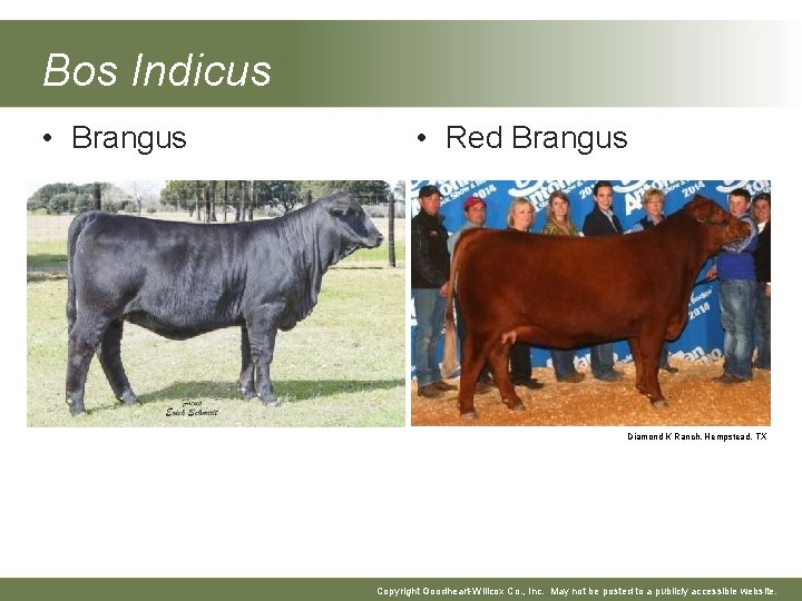 Bos Indicus • Brangus • Red Brangus Diamond K Ranch, Hempstead, TX Copyright Goodheart-Willcox