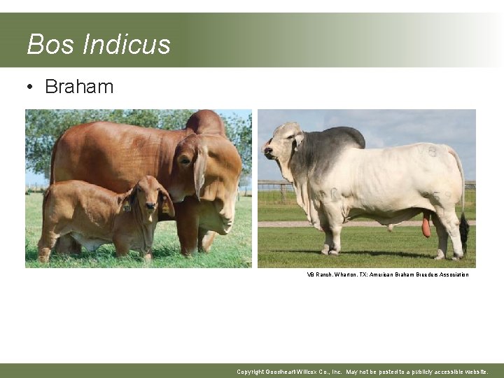 Bos Indicus • Braham V 8 Ranch, Wharton, TX; American Braham Breeders Association Copyright