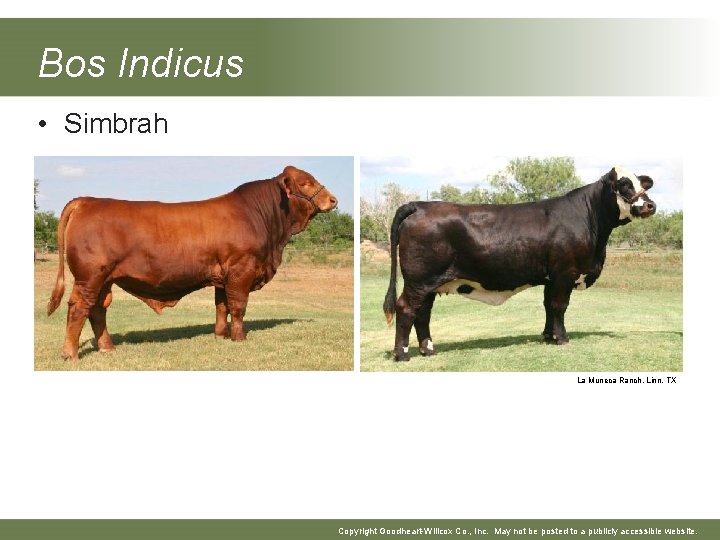 Bos Indicus • Simbrah La Muneca Ranch, Linn, TX Copyright Goodheart-Willcox Co. , Inc.