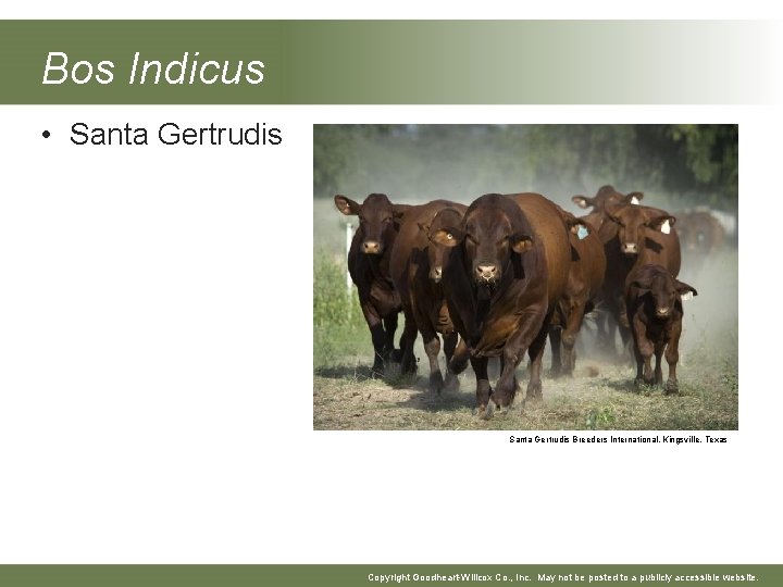 Bos Indicus • Santa Gertrudis Breeders International, Kingsville, Texas Copyright Goodheart-Willcox Co. , Inc.