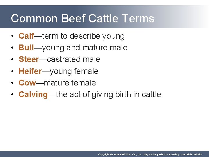 Common Beef Cattle Terms • • • Calf—term to describe young Bull—young and mature