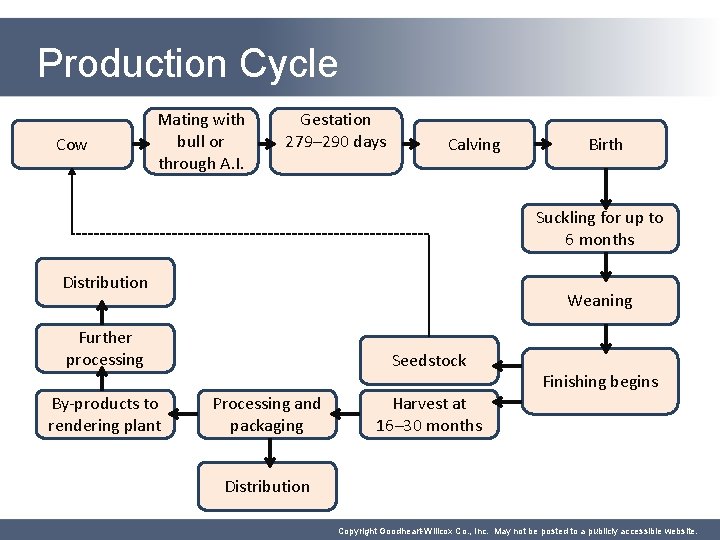 Production Cycle Cow Mating with bull or through A. I. Gestation 279– 290 days