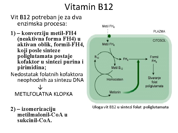 Vitamin B 12 Vit B 12 potreban je za dva enzimska procesa: 1) –