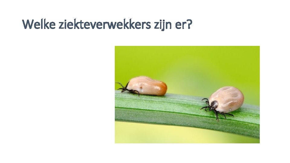 Welke ziekteverwekkers zijn er? 