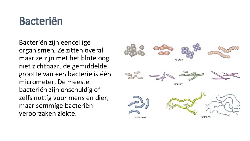 Bacteriën zijn eencellige organismen. Ze zitten overal maar ze zijn met het blote oog