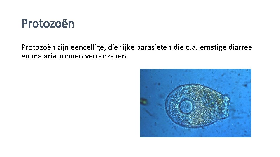 Protozoën zijn ééncellige, dierlijke parasieten die o. a. ernstige diarree en malaria kunnen veroorzaken.