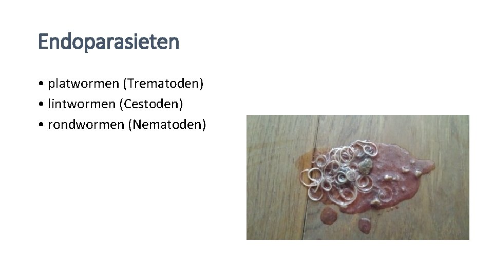 Endoparasieten • platwormen (Trematoden) • lintwormen (Cestoden) • rondwormen (Nematoden) 