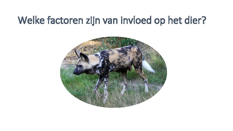 Welke factoren zijn van invloed op het dier? 