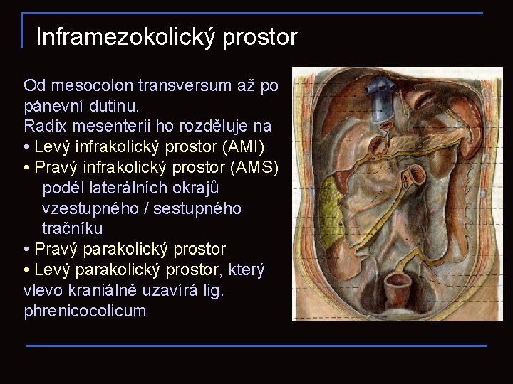 Inframezokolický prostor Od mesocolon transversum až po pánevní dutinu. Radix mesenterii ho rozděluje na