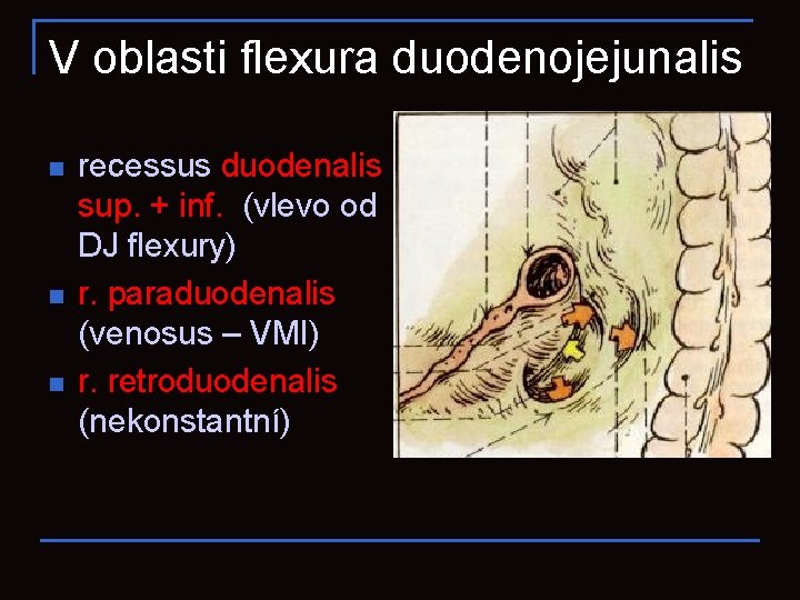 V oblasti flexura duodenojejunalis n n n recessus duodenalis sup. + inf. (vlevo od