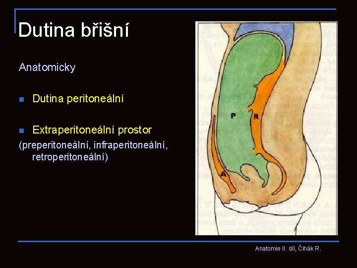 Dutina břišní Anatomicky n Dutina peritoneální n Extraperitoneální prostor (preperitoneální, infraperitoneální, retroperitoneální) Anatomie II.