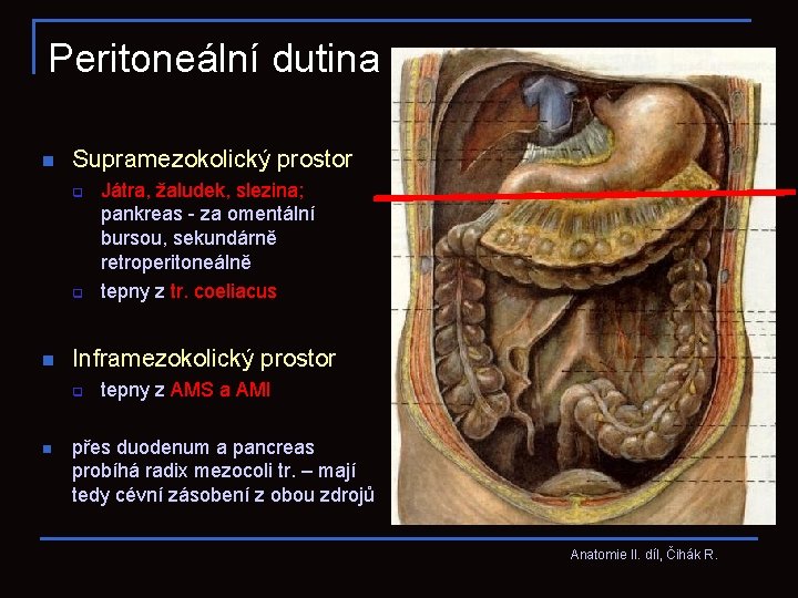 Peritoneální dutina n Supramezokolický prostor q q n Inframezokolický prostor q n Játra, žaludek,