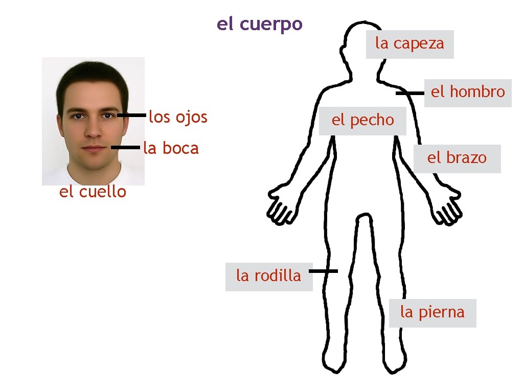 el cuerpo la capeza el hombro los ojos el pecho la boca el brazo