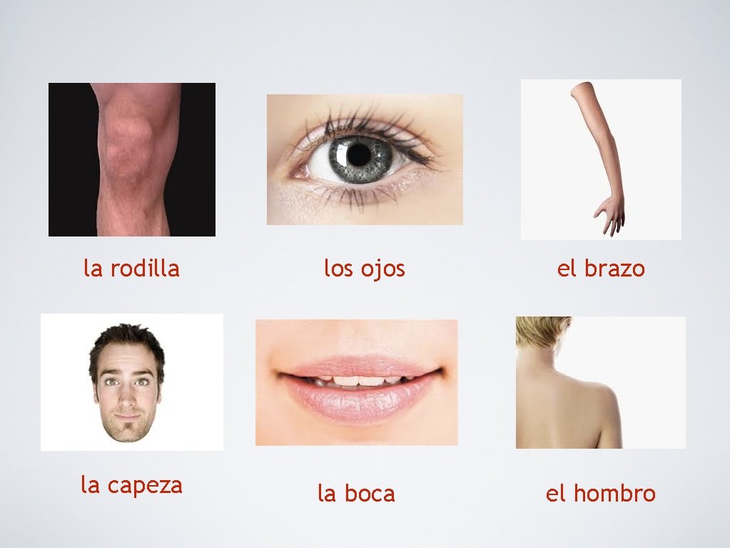 la rodilla los ojos la capeza la boca el brazo el hombro 