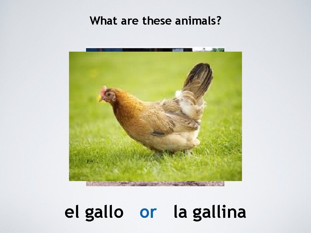 What are these animals? el gallo or la gallina 