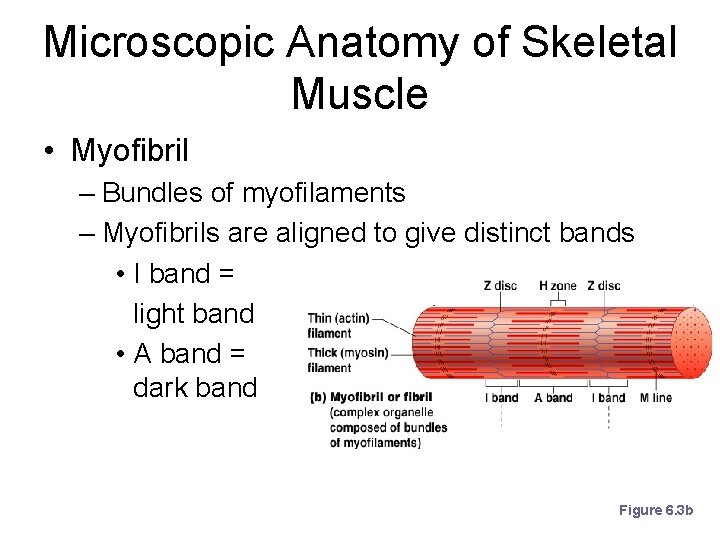 Microscopic Anatomy of Skeletal Muscle • Myofibril – Bundles of myofilaments – Myofibrils are