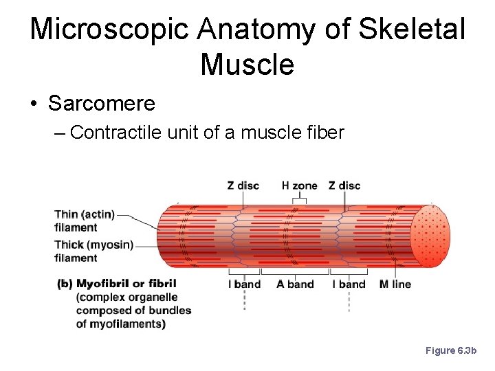 Microscopic Anatomy of Skeletal Muscle • Sarcomere – Contractile unit of a muscle fiber