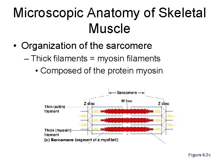 Microscopic Anatomy of Skeletal Muscle • Organization of the sarcomere – Thick filaments =