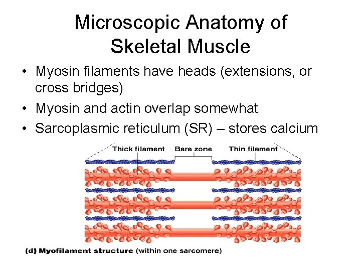 Microscopic Anatomy of Skeletal Muscle • Myosin filaments have heads (extensions, or cross bridges)