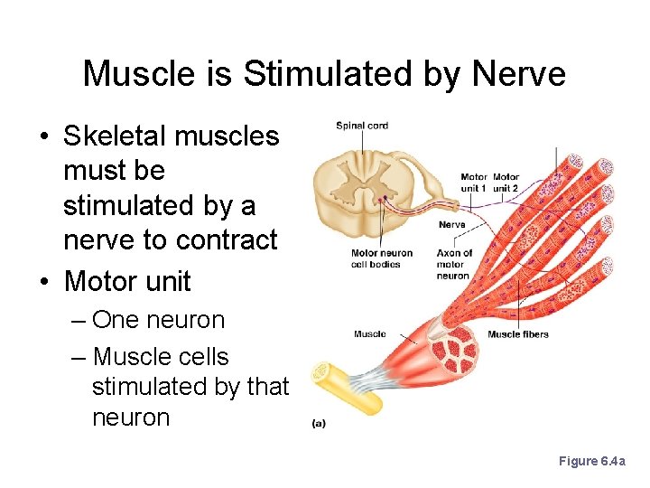 Muscle is Stimulated by Nerve • Skeletal muscles must be stimulated by a nerve
