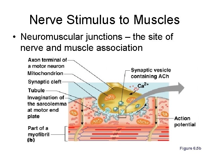 Nerve Stimulus to Muscles • Neuromuscular junctions – the site of nerve and muscle