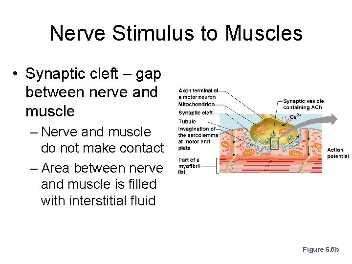 Nerve Stimulus to Muscles • Synaptic cleft – gap between nerve and muscle –