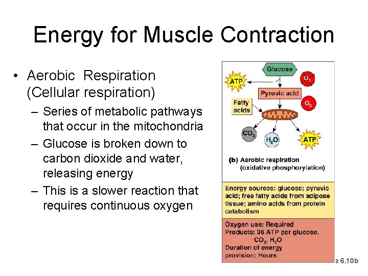 Energy for Muscle Contraction • Aerobic Respiration (Cellular respiration) – Series of metabolic pathways