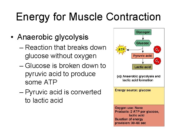 Energy for Muscle Contraction • Anaerobic glycolysis – Reaction that breaks down glucose without