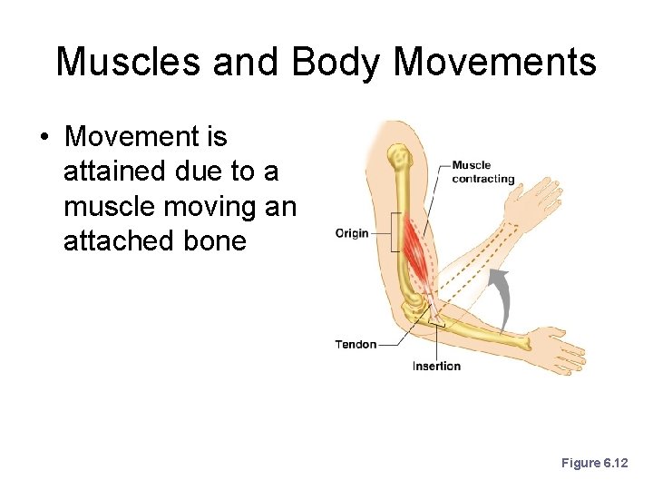 Muscles and Body Movements • Movement is attained due to a muscle moving an