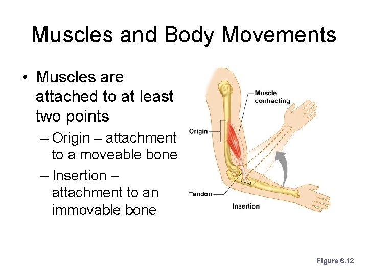Muscles and Body Movements • Muscles are attached to at least two points –