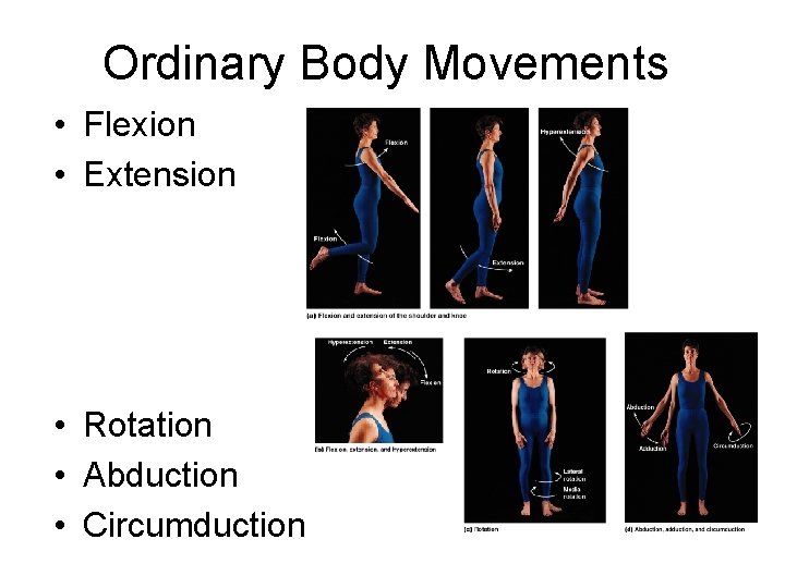 Ordinary Body Movements • Flexion • Extension • Rotation • Abduction • Circumduction 