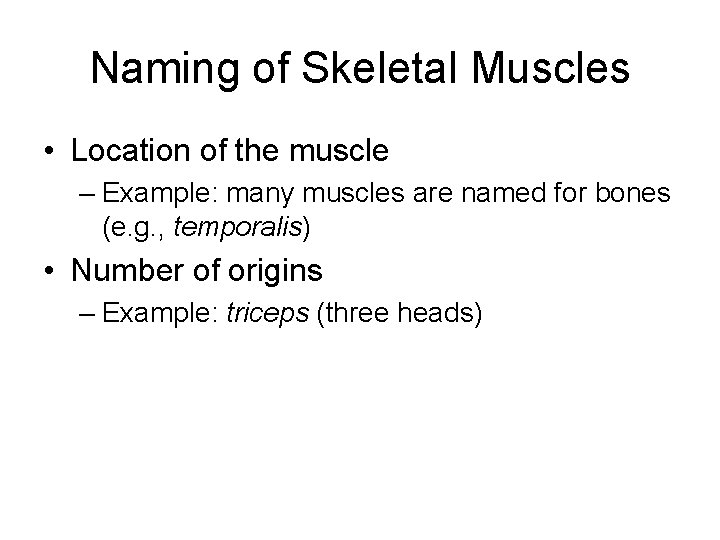 Naming of Skeletal Muscles • Location of the muscle – Example: many muscles are