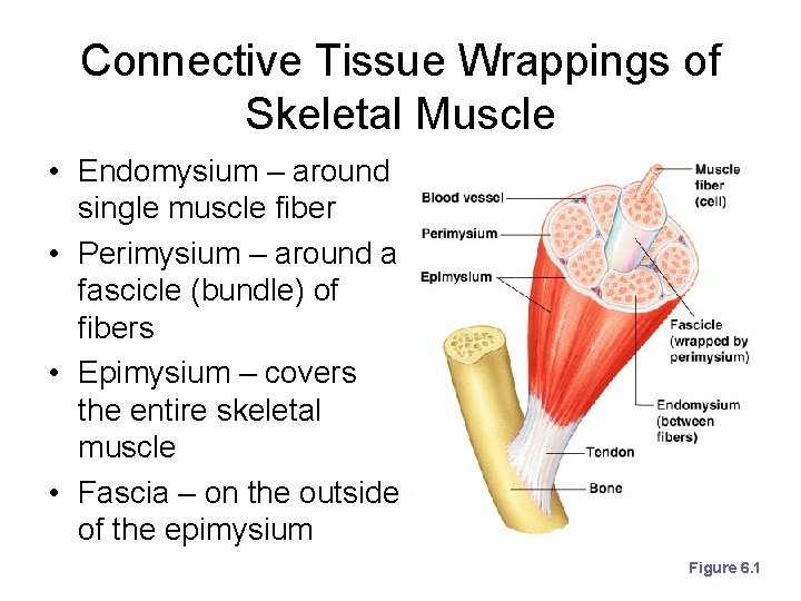 Connective Tissue Wrappings of Skeletal Muscle • Endomysium – around single muscle fiber •
