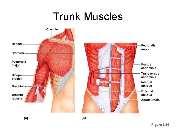 Trunk Muscles Figure 6. 16 